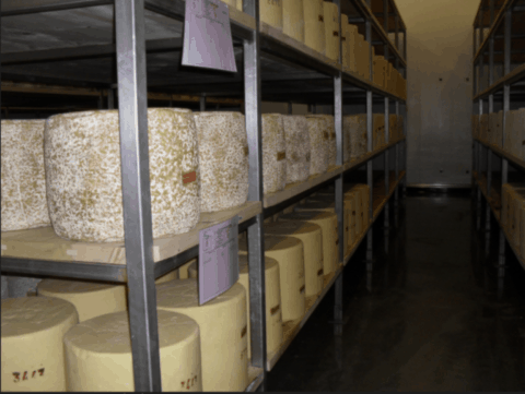 cave d'affinage de fromages cantals